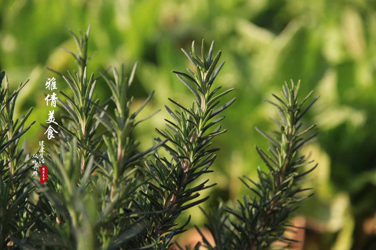 俗称“海洋之露”，牛排加它“锦上添花”，它还是天然美发美容剂