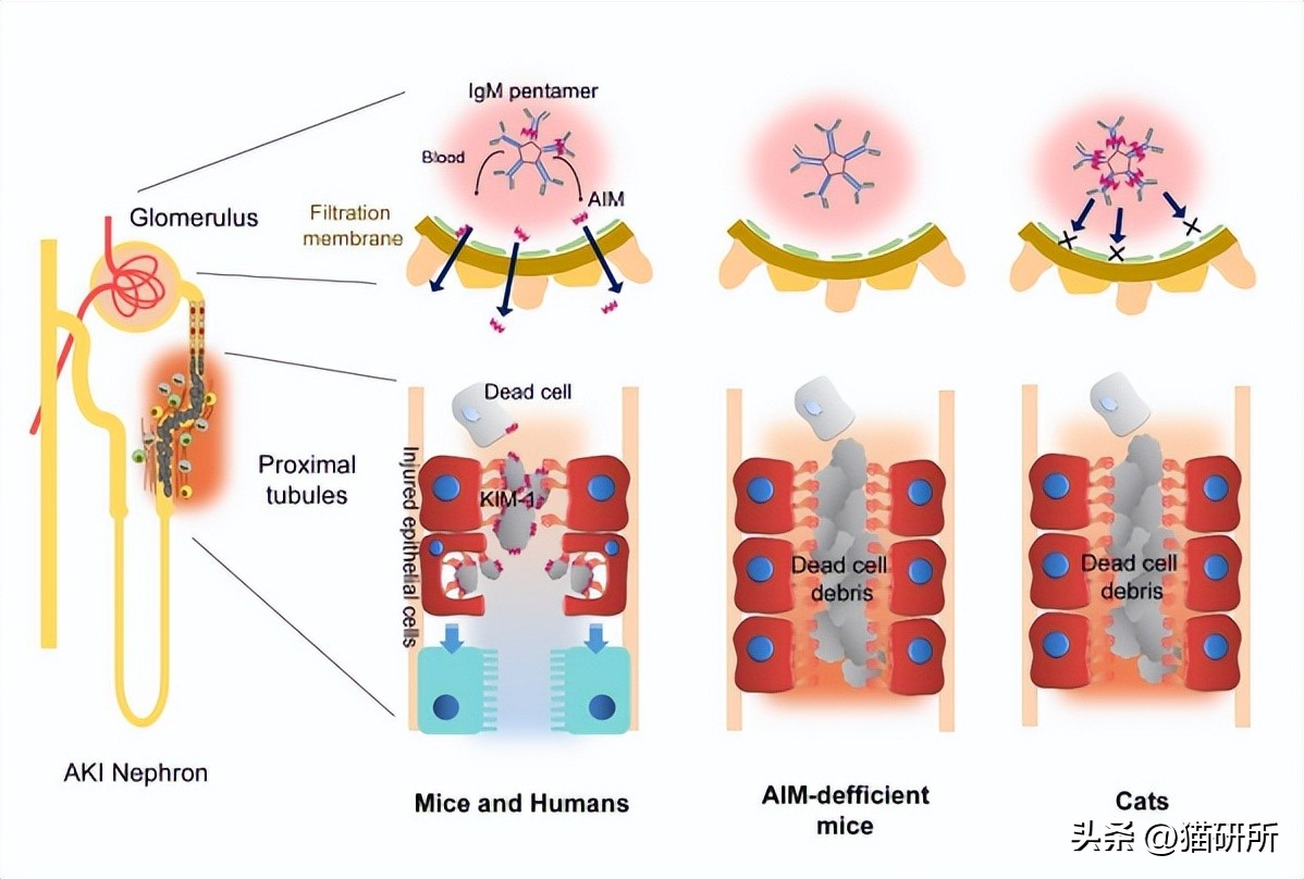 日本让猫咪寿命翻倍的药,aim蛋白可以让猫咪长寿吗