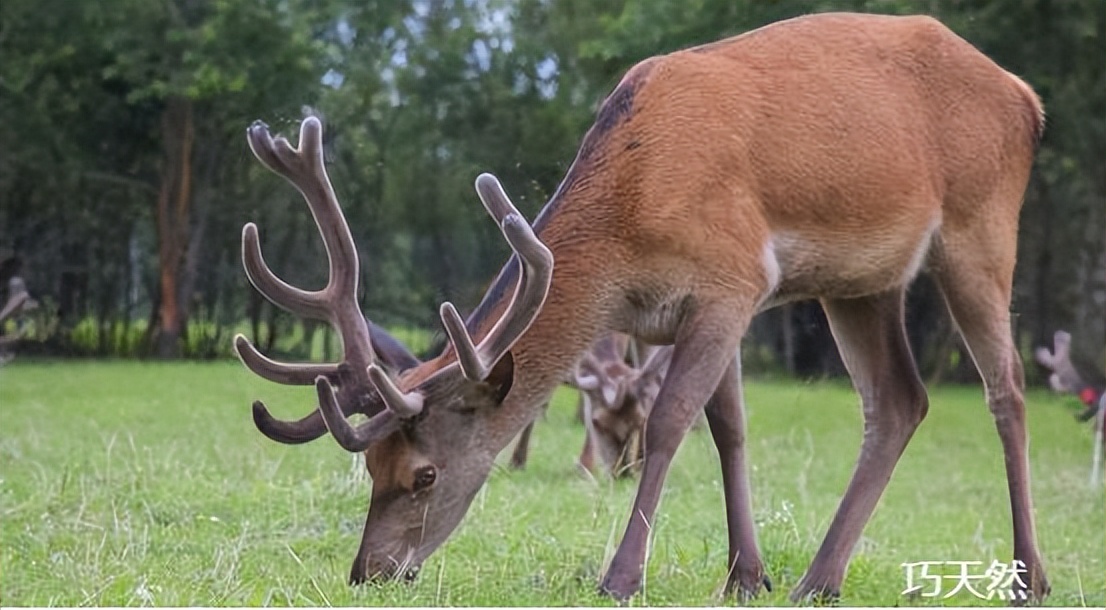 新西兰鹿茸片为什么那么便宜,新西兰鹿茸药用价值为什么低