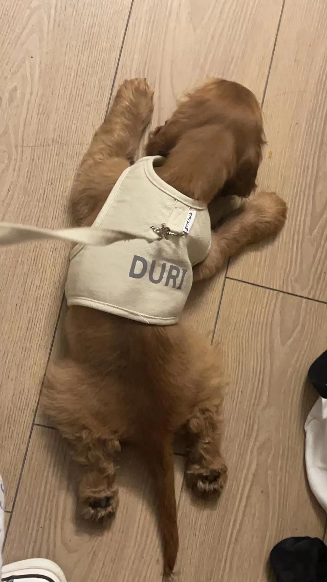 我不是金毛，是英国可卡犬—水煎包的自我介绍,包子麻麻的讲述