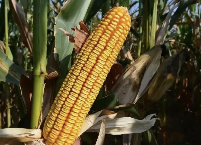 什么玉米种抗涝抗旱又高产,什么样的玉米最稳产最高产