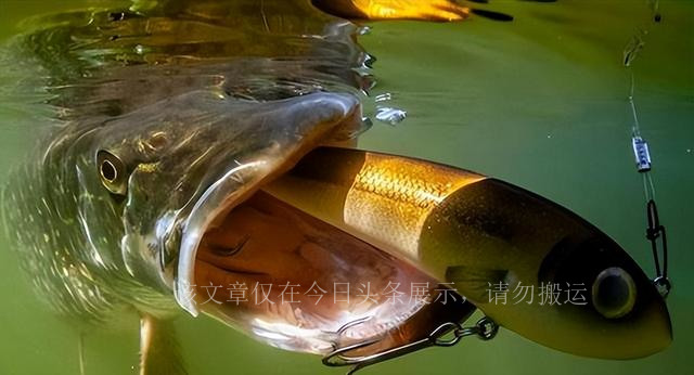 水下疯狗,水下疯狗侵入黄河