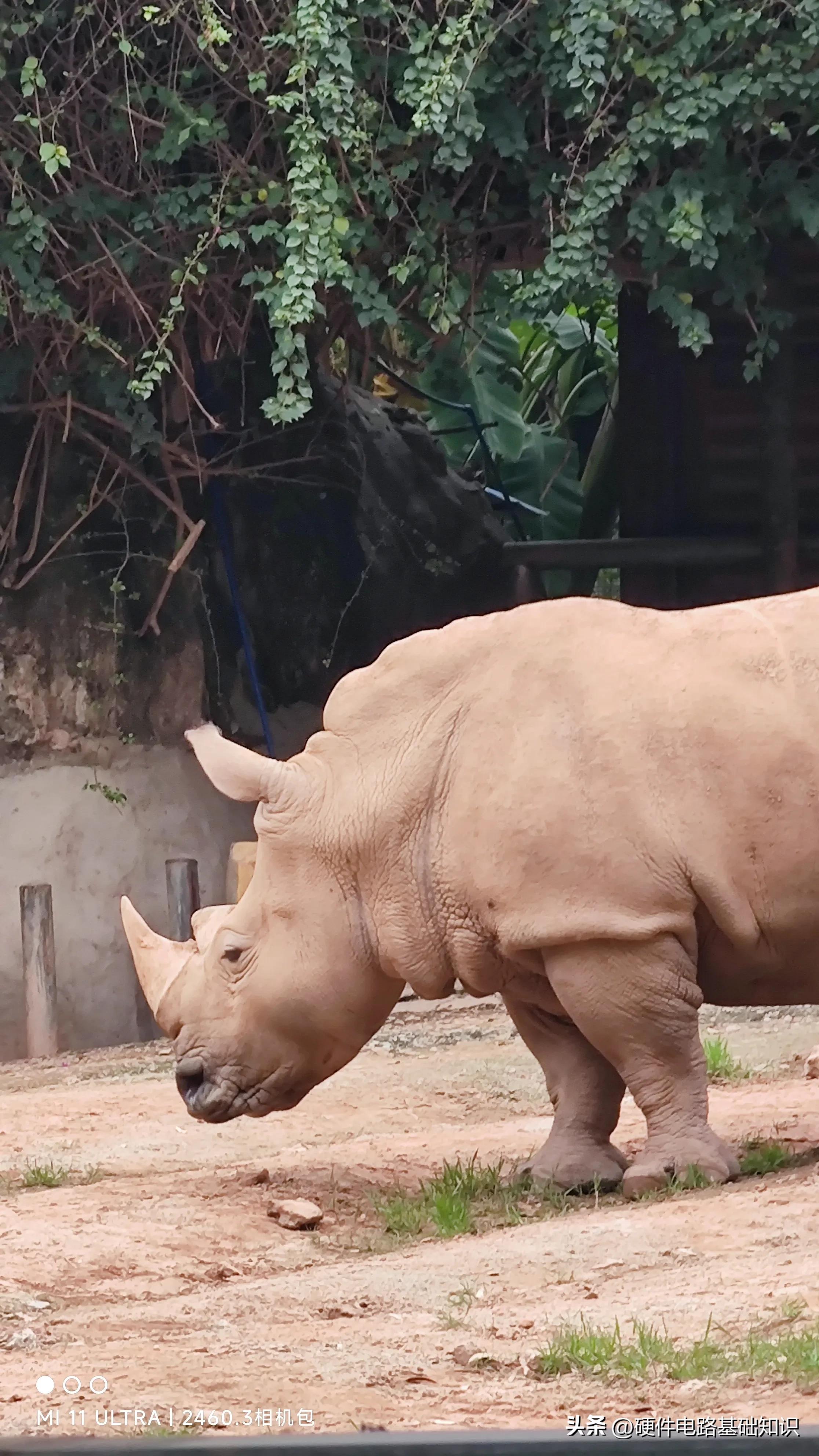 五一广州动物园人挤人的一天,广州动物园有序开放