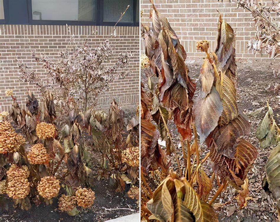 冬天在室内不怕冻的有哪些植物,冬季适合室内不怕冻的植物