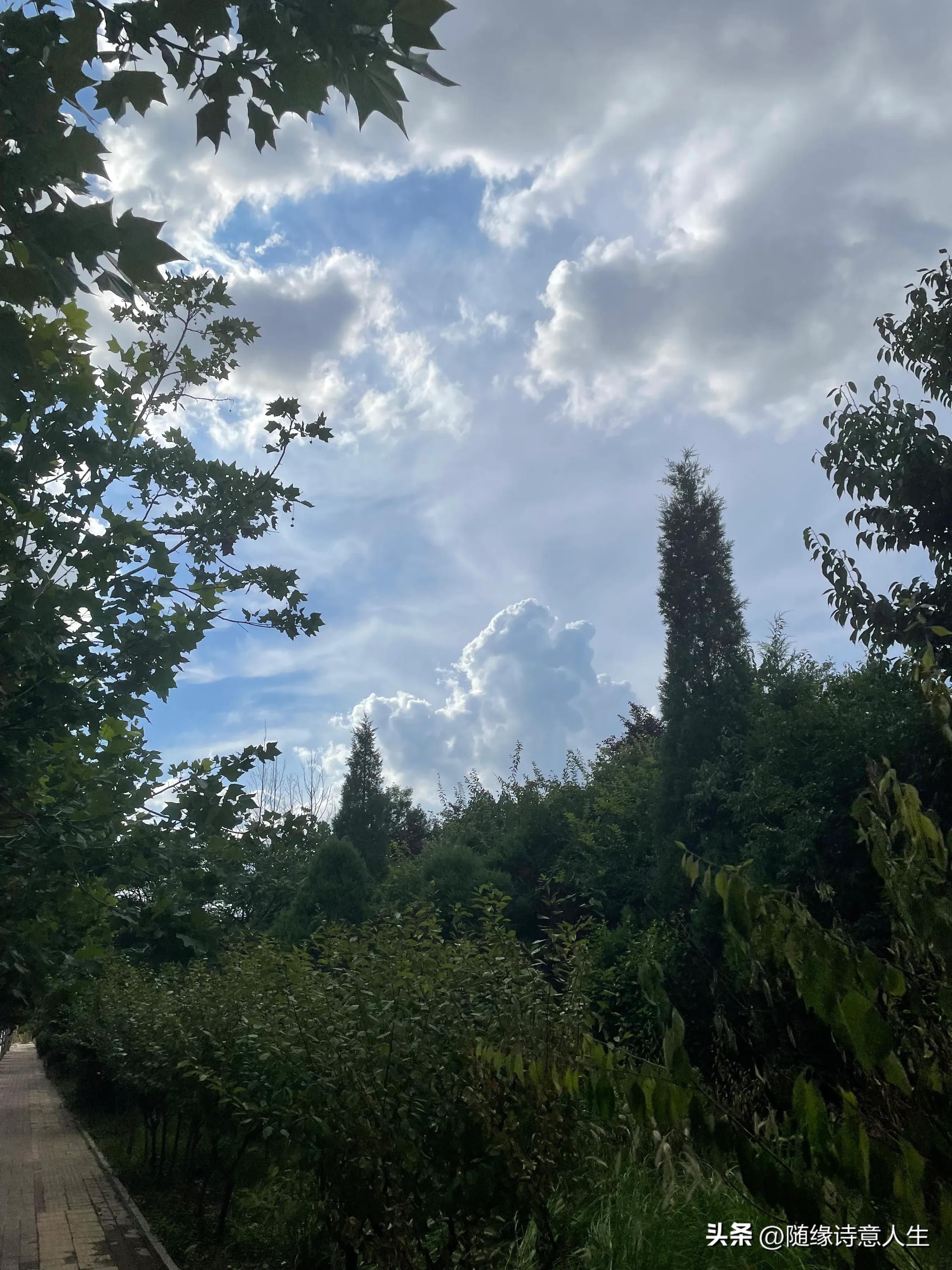 且看云卷云舒风乱流年,且看云卷云舒原唱