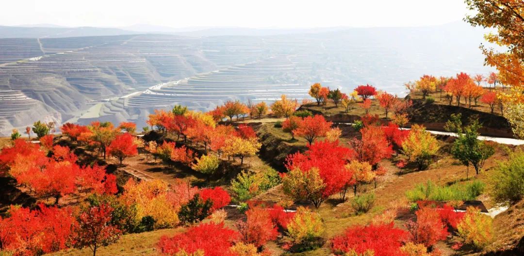 深秋等你到来,深秋等你来