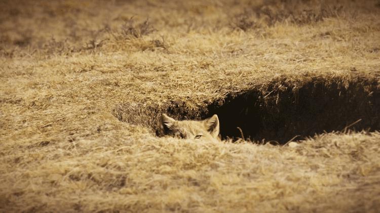 中国人冒死拍的纪录片,一群中国人冒死拍摄