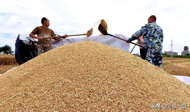 种小麦一亩地能赚多少钱,一亩小麦赚1块钱