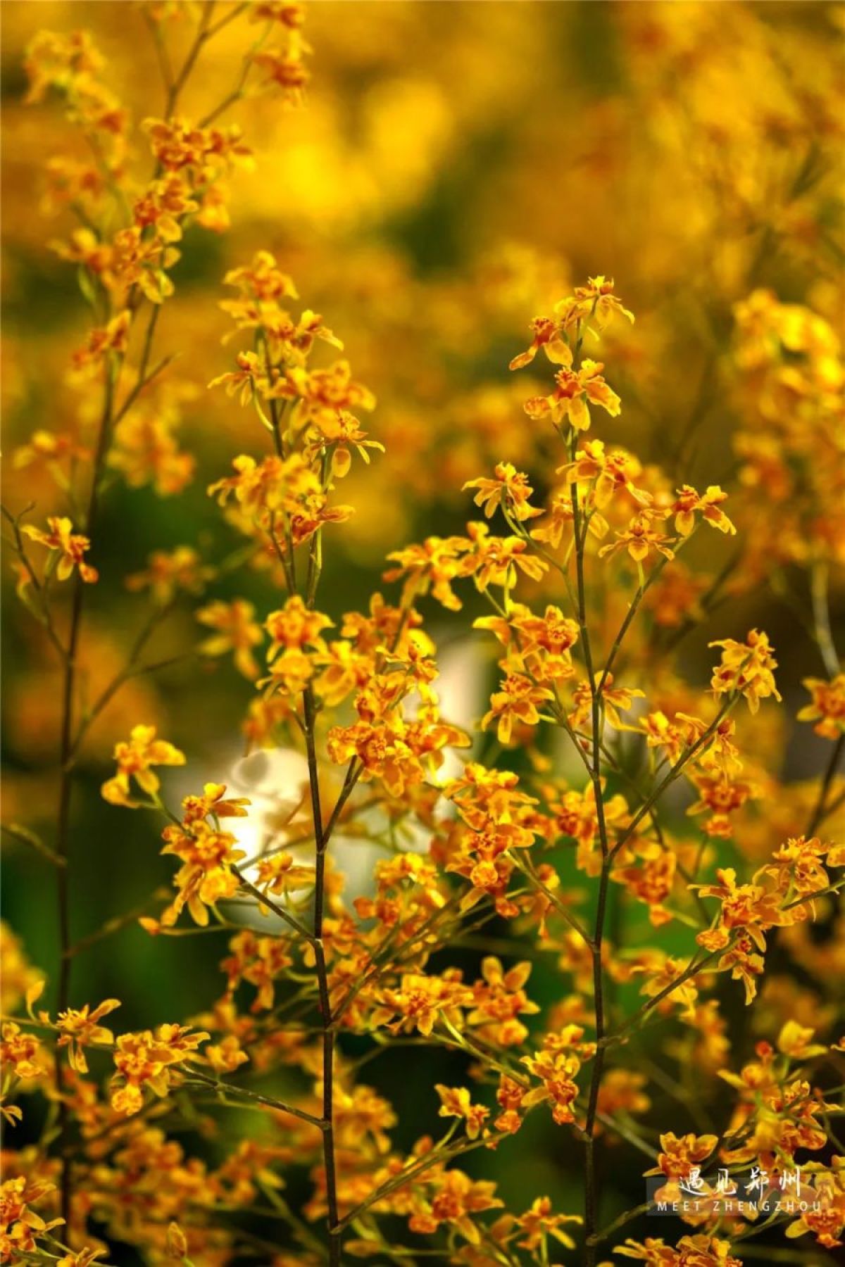 元宵节不出郑州能去哪里玩,郑州元宵节攻略