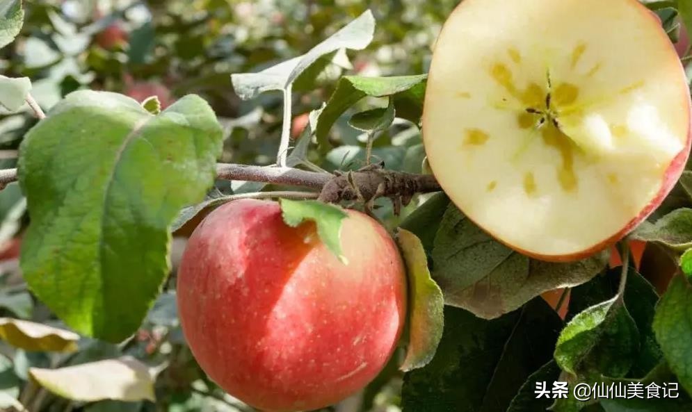 洛川苹果和阿克苏苹果哪个更好吃,中国哪里的苹果最好吃又甜又脆
