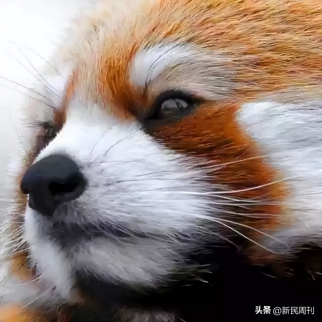 日本人真的没有爱情婚姻观吗,日本人的交友关系