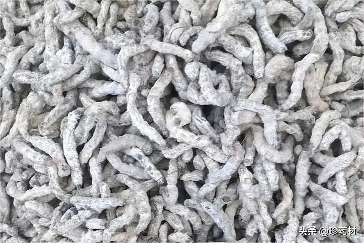 10月10日中药材市场快讯：白及、栀子、夏枯球、枳壳、地龙、八角