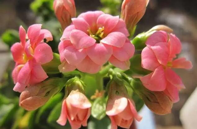 园艺花卉长寿花,花卉长寿花怎样才可以开花呢