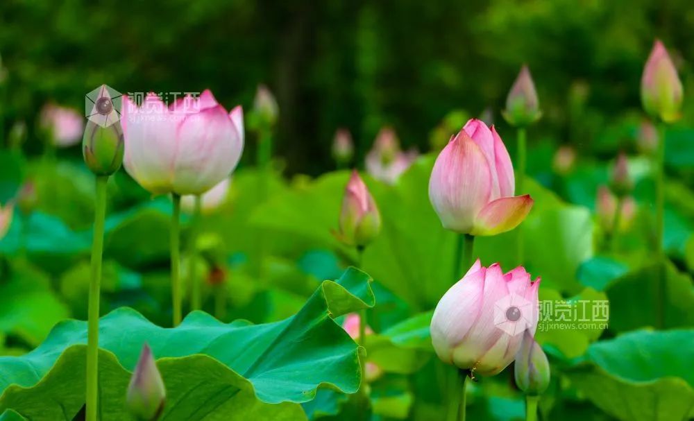 全球学子嘉游赣|上饶的第一波荷花开了，让我们一起步入飘满荷香的夏天！