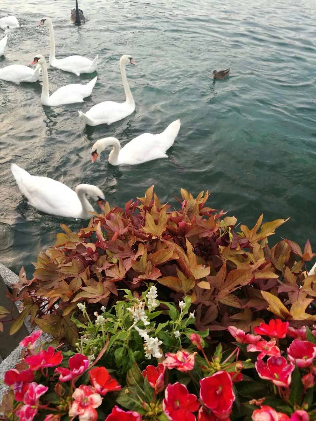 欧洲自由行慕尼黑,欧洲旅游自由行机票