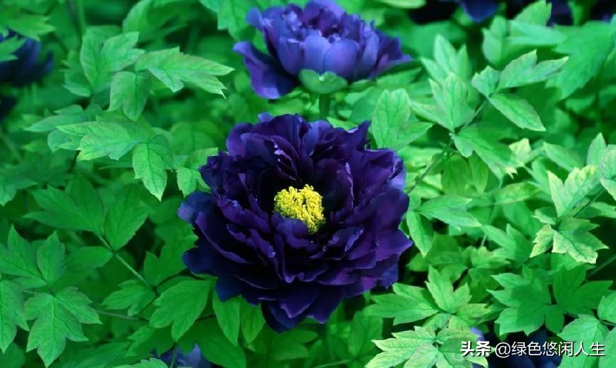 玉堂春富贵指哪些花,玉堂锦绣富贵春寓意