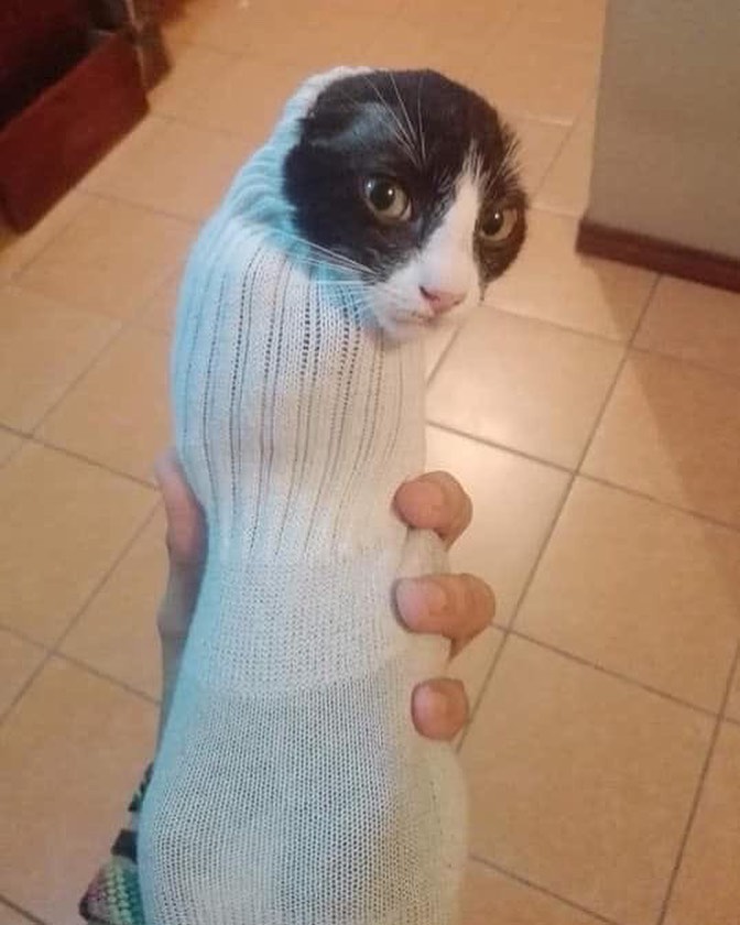 盘点那些奇怪的小猫咪搞笑的日常,盘点那些奇怪的小猫咪