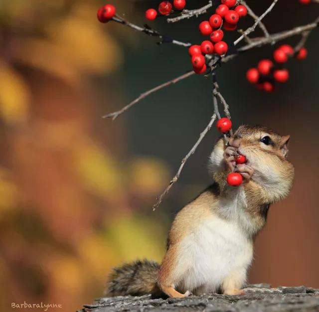 罕见的动物有趣照片难得一见,一些不为人知的美丽动物的照片