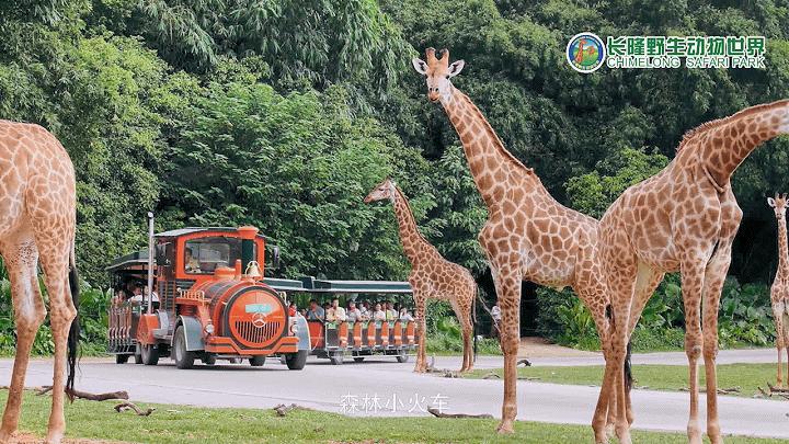 广州长隆动物世界两大两小一日游,广州长隆欢乐世界十一假期游玩