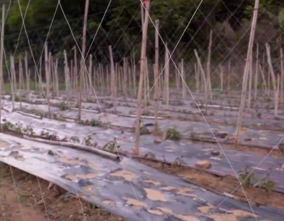 2017年，广东美女创业制作腌豆角，一年卖出3000万，产品远销海外