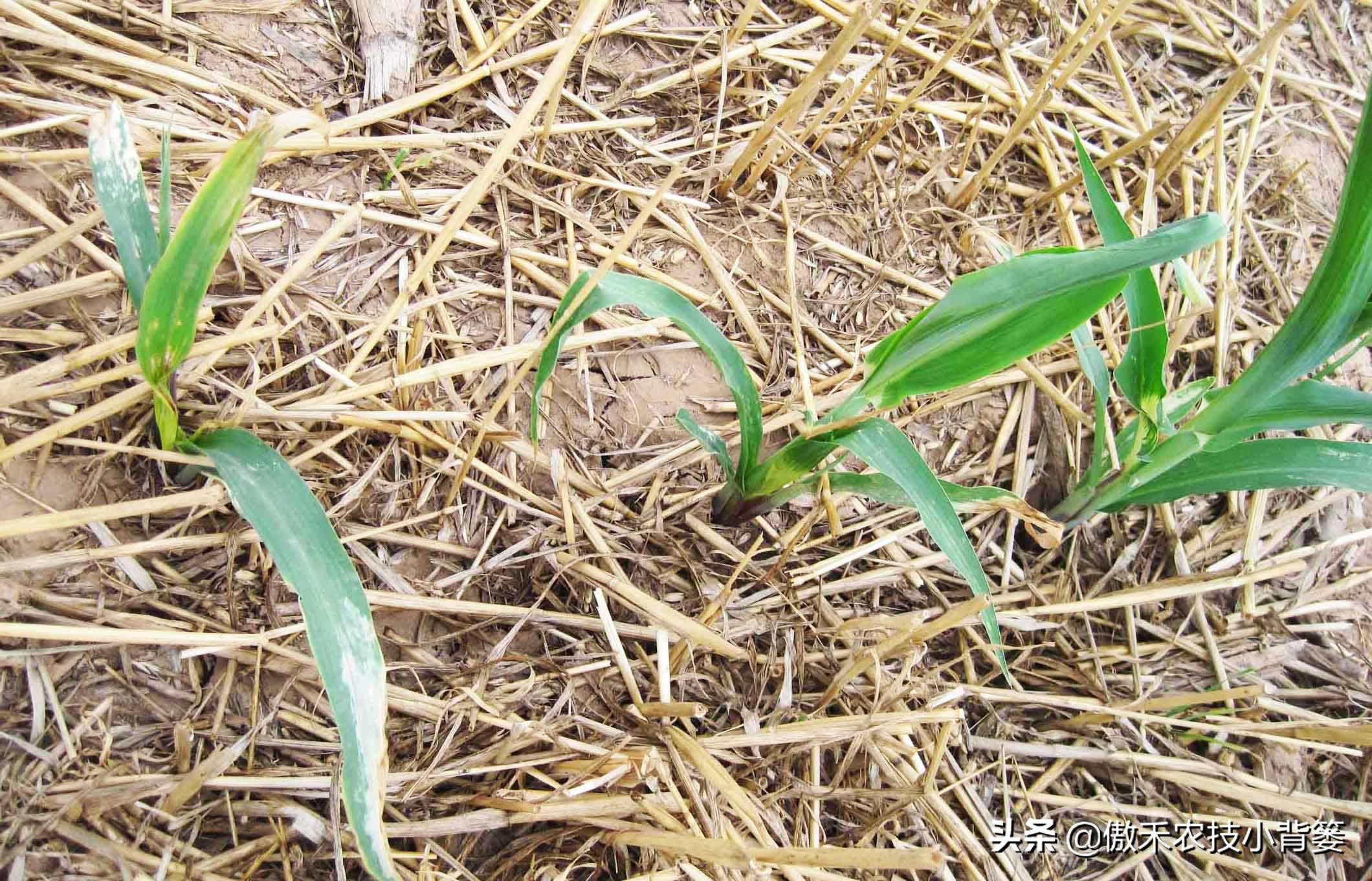 玉米根部出现畸形的原因,玉米卷叶头歪怎么办