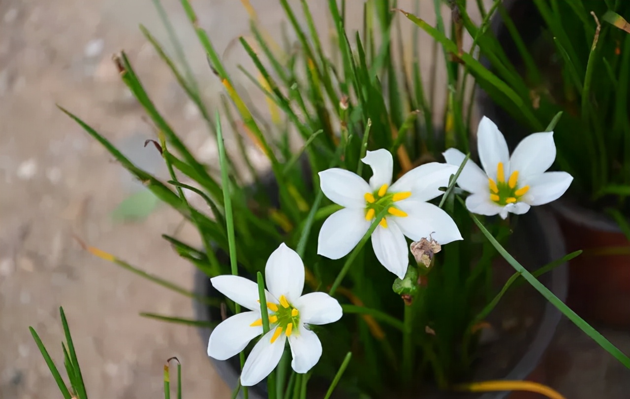 公园路边植物图片,路边的小植物有哪些