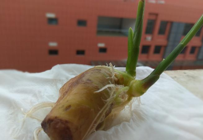 家庭盆栽生姜的种植方法,盆栽生姜种植时间和步骤