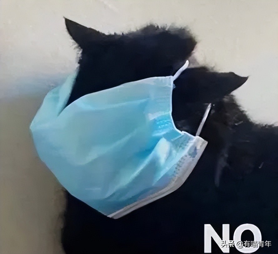 猫核酸检测有必要做吗,猫做核酸粤语视频