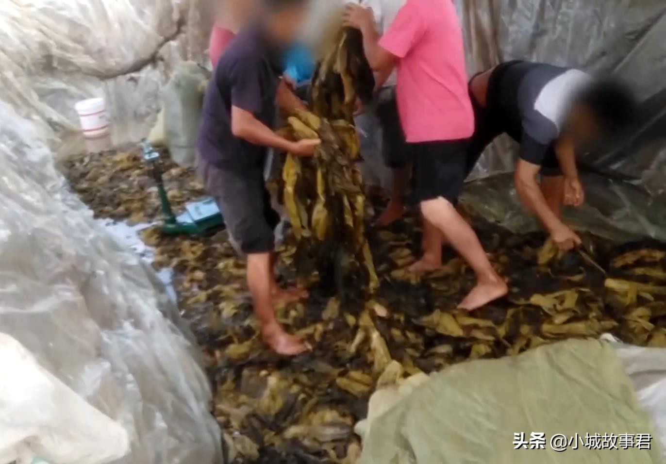 统一企业老坛酸菜方便面,统一老坛酸菜1000人参观