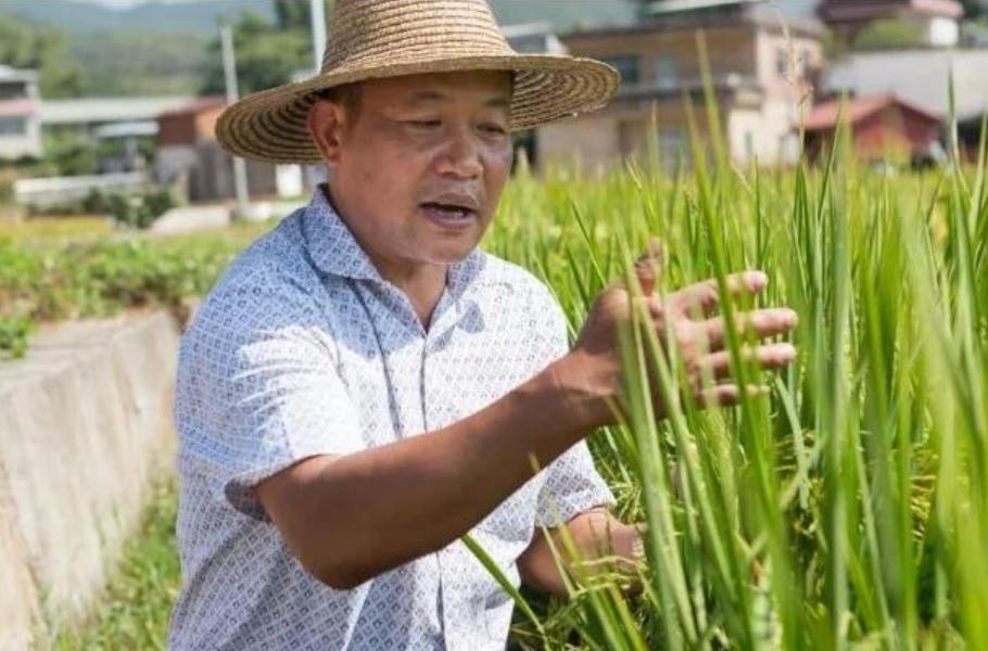 竹子和水稻杂交产量高吗,杂交竹稻亩产多少公斤