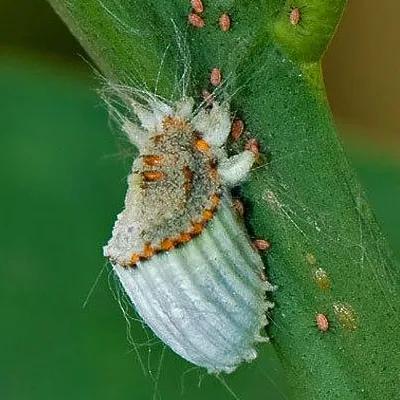 台湾菠萝为什么便宜,台湾菠萝后续怎么样了