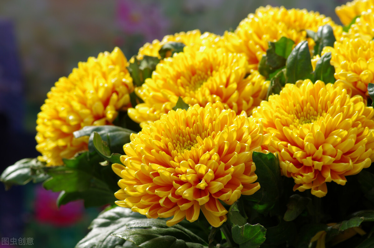 菊花几种主要病害的防治方法