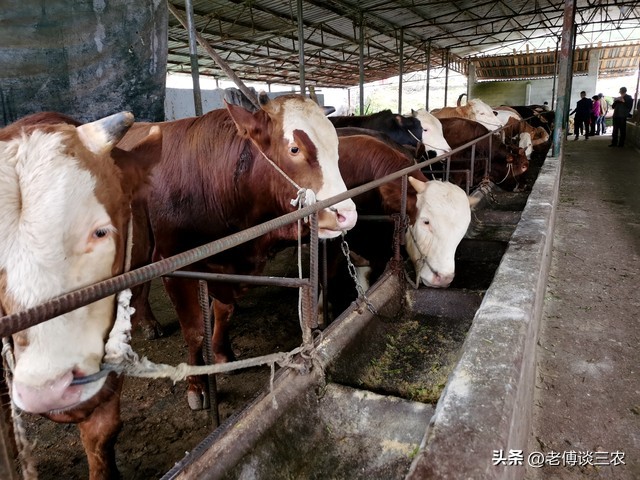 农村养牛前景好还是养羊前景好,农村养牛赚钱还是养羊赚钱好