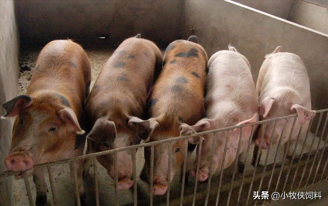 母猪子宫脱落缝合手法,母猪子宫脱落