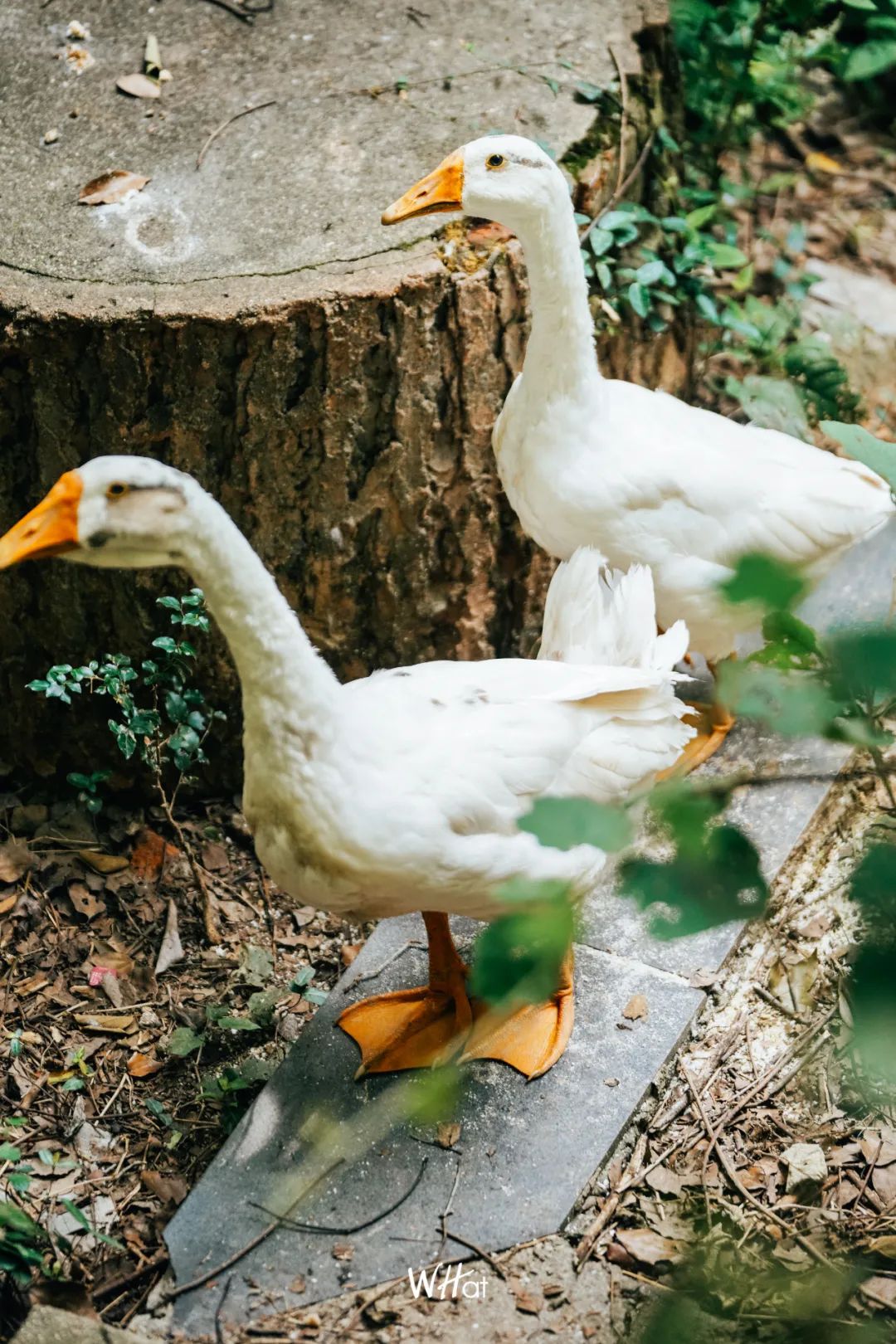 宝通寺后山流浪猫,猫可以治好人的精神内耗吗