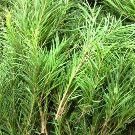 饮料植物,茶树饮料