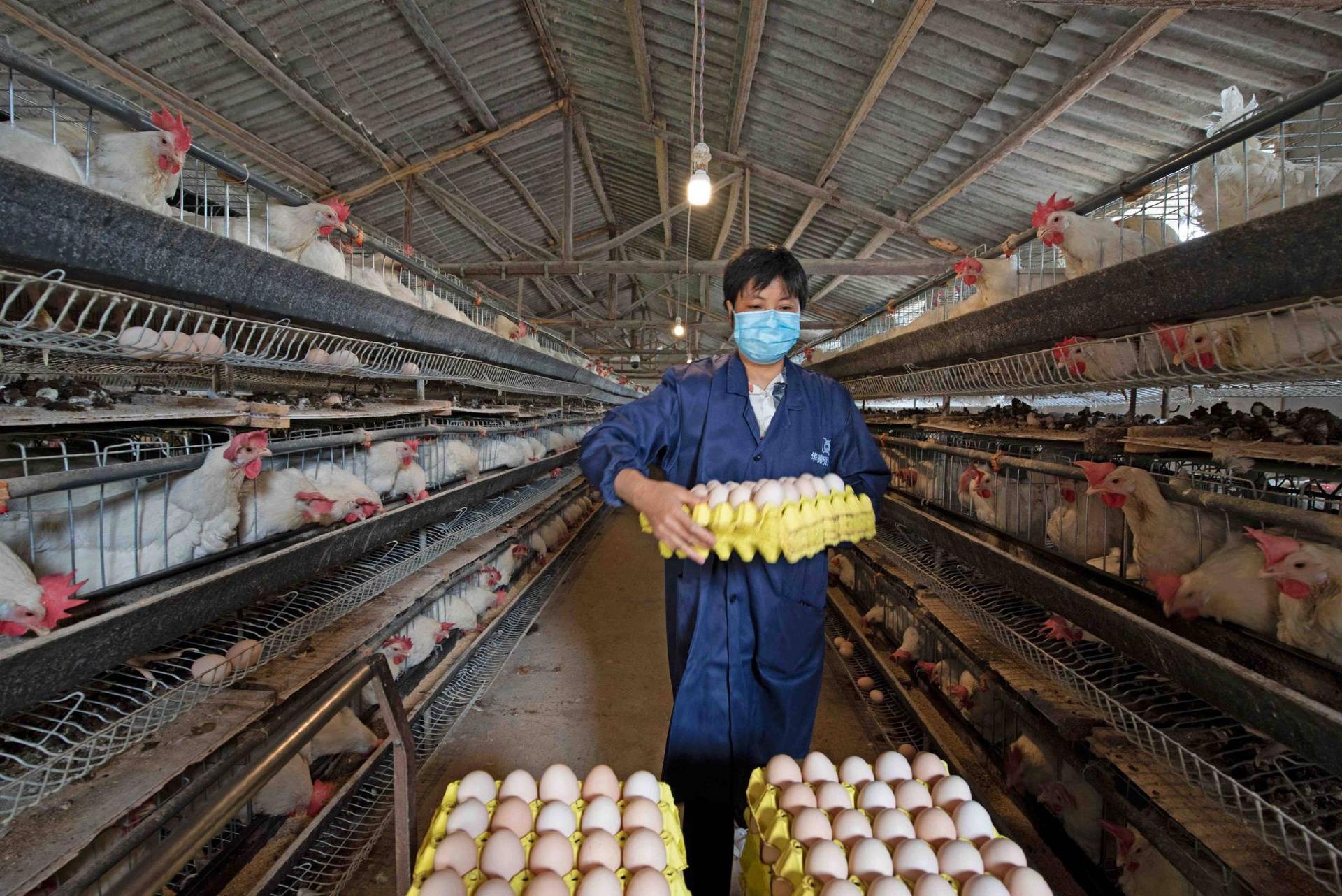 250cc血换30枚蛋！台湾省缺蛋让民众崩溃，大陆为啥没有缺蛋荒？