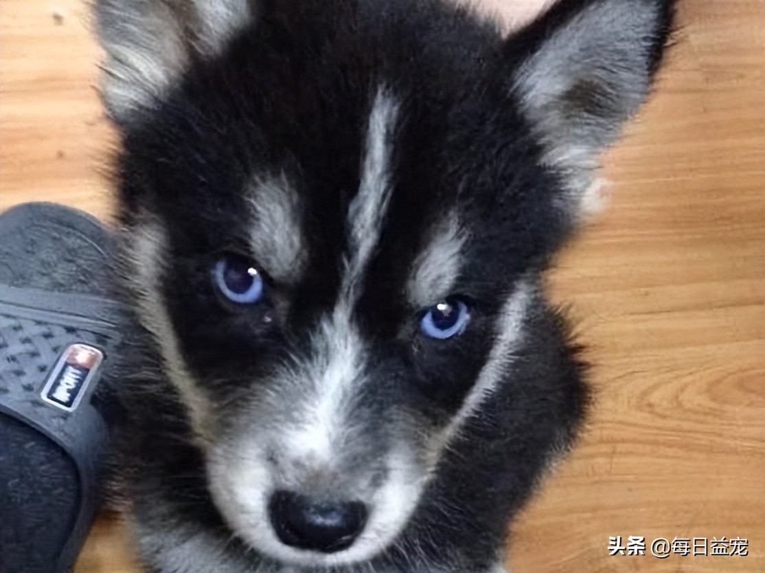 男子800块买二哈，问纯不纯？网友神回复：纯到非洲去了