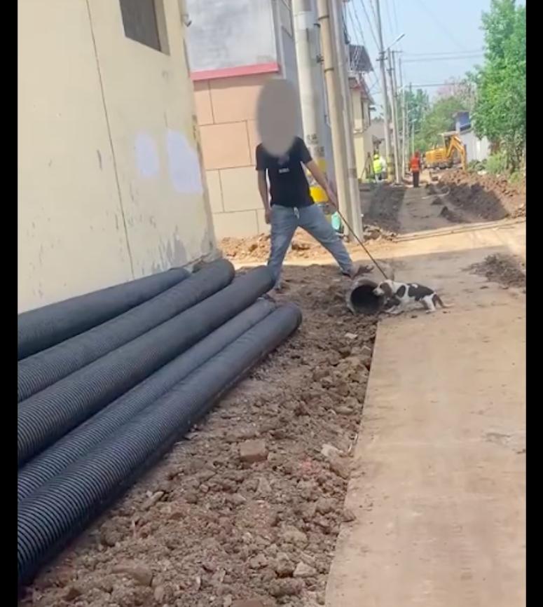 狗狗子宫脱落无法复位,狗狗子宫脱垂不治会怎样