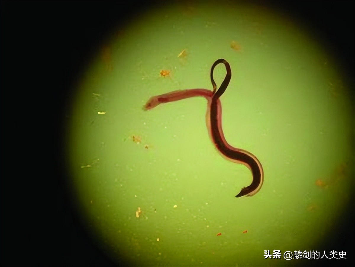 【动物界全系列】小杆目—旋尾亚目