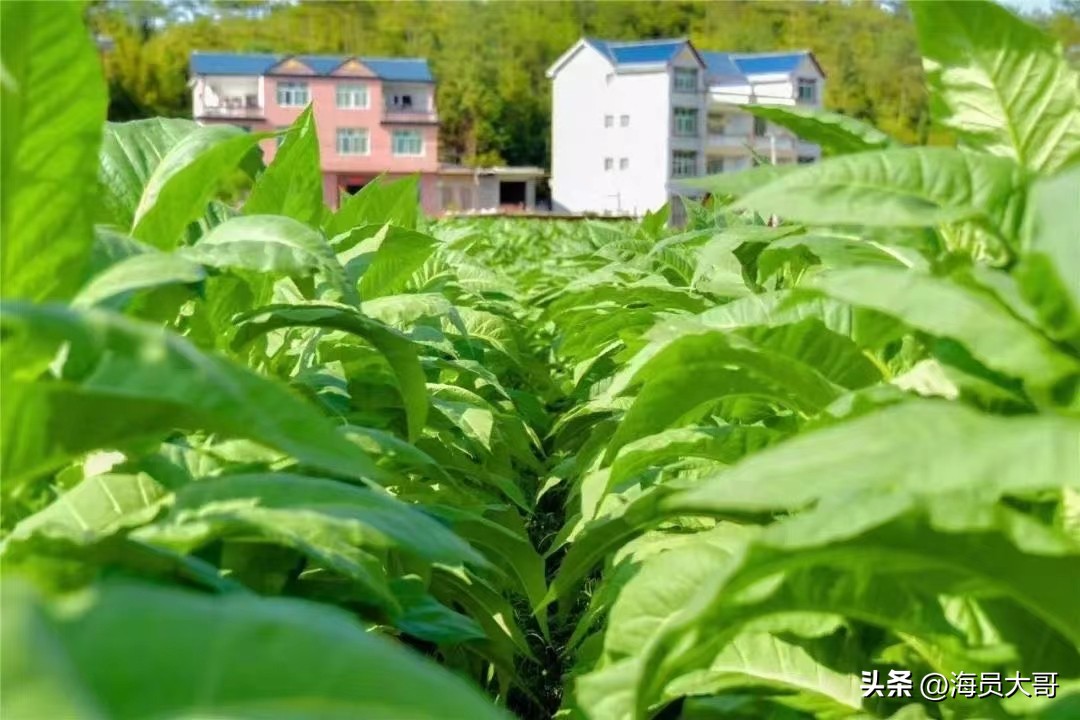 去当海员的真实感受,海员的真实生活和经历