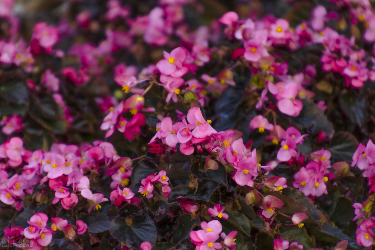 鍥涘娴锋鍐鎬庢牱鍏绘姢鍜岀鐞嗗憿,鍥涘绉嬫捣妫犵殑绉嶅瓙鎬庝箞鍙戣娊