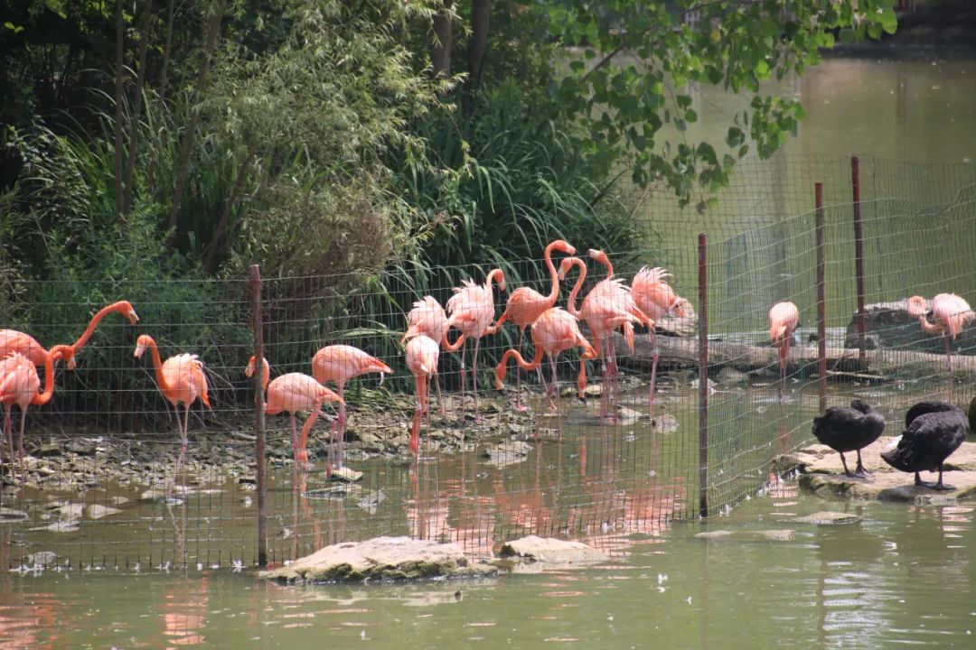 邢台动物园变大了没,淮安动物园开发时间