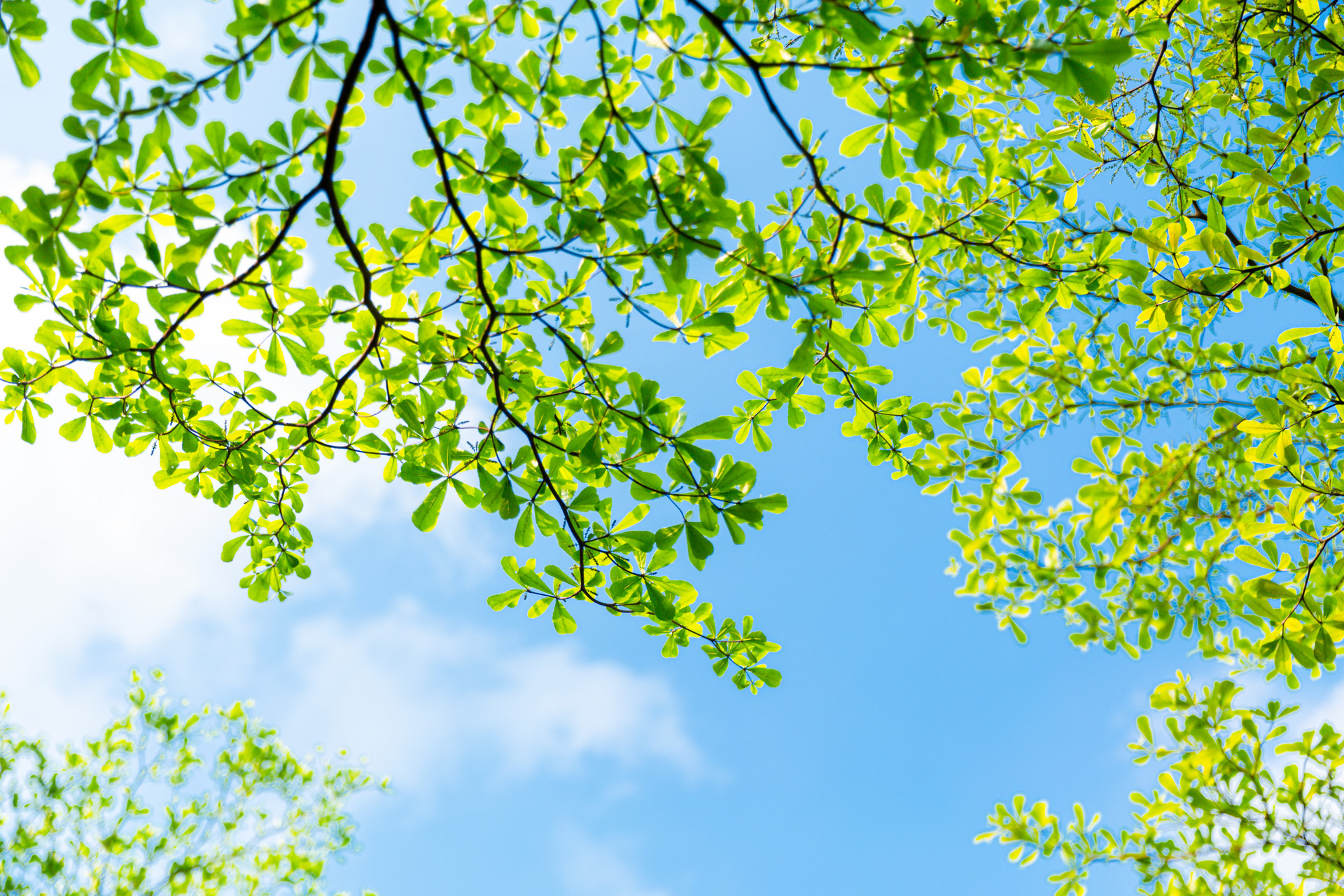 青青芳草地下一句是什么,青青芳草地下一句