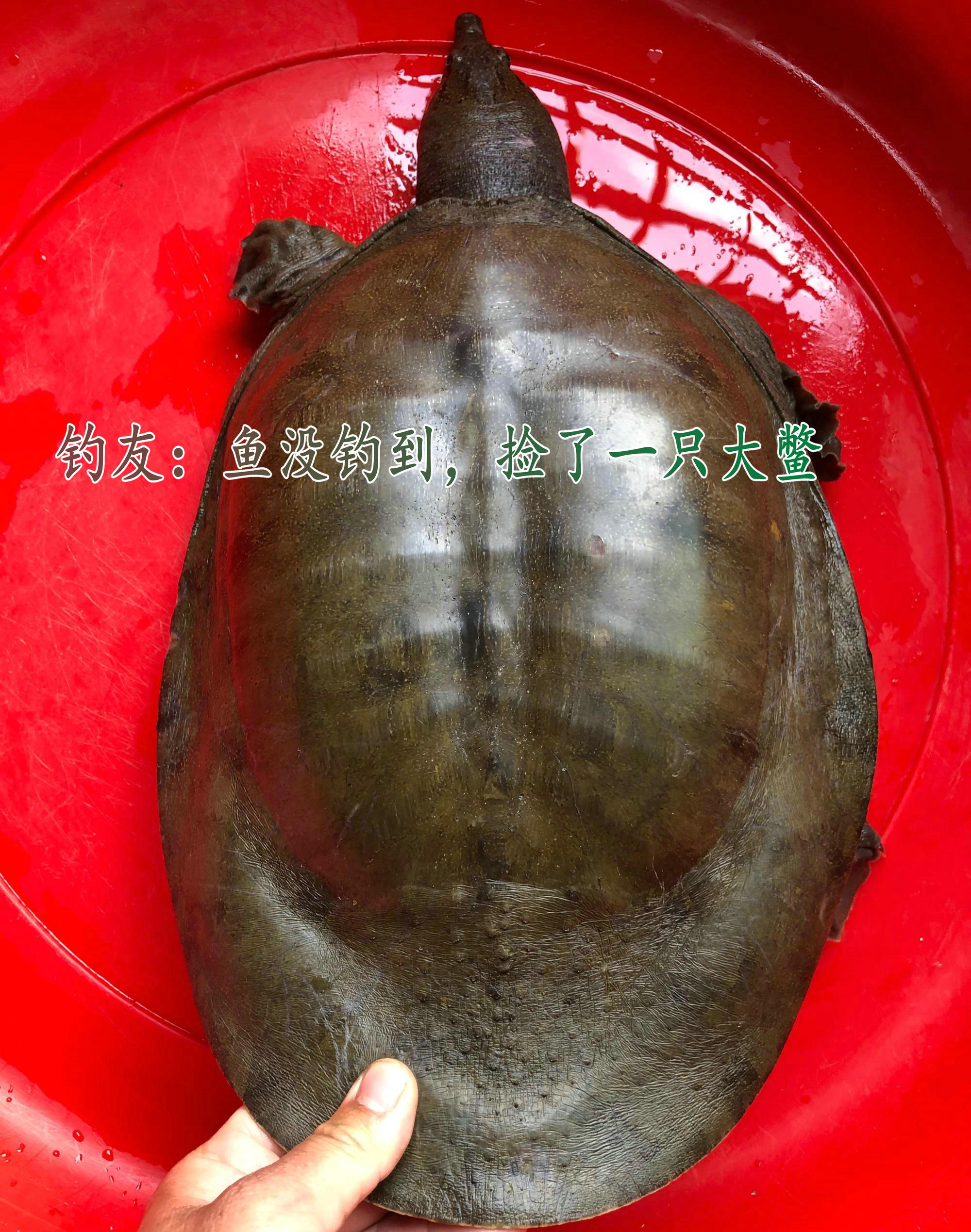 广东钓友半夜逮了只十多斤“老鳖”，鱼贩：260卖不卖？