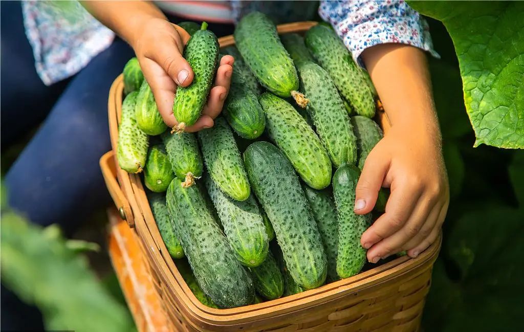 乡村振兴培训品牌标准,农创品牌成为乡村振兴新抓手