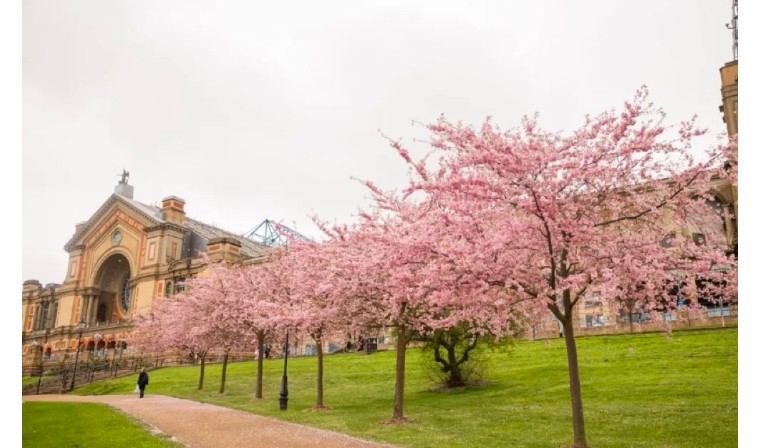 伦敦3月樱花,伦敦樱花季