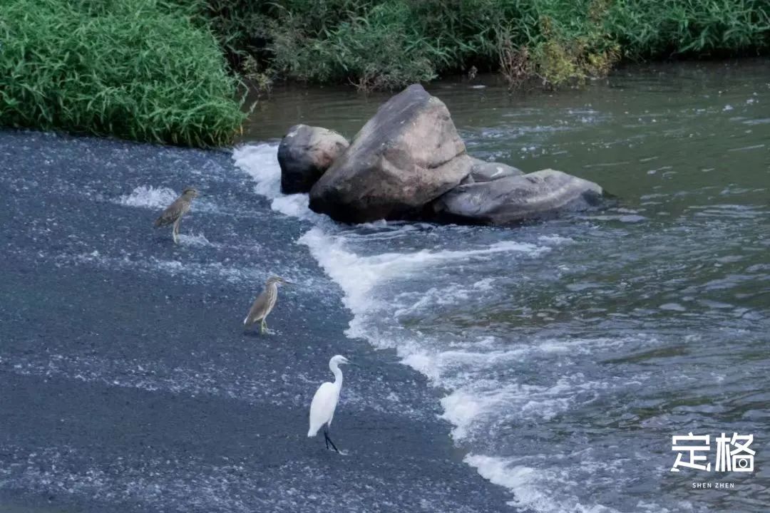 不用出国在深圳看到的美景,深圳有什么景点去看的不要钱的