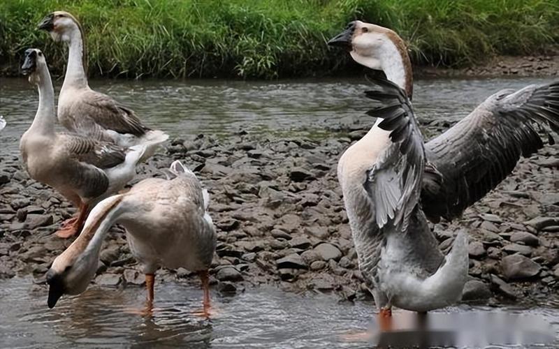 小伙养鹅养鸡上千只大鹅全卖了,养鹅被大雁带走2000只