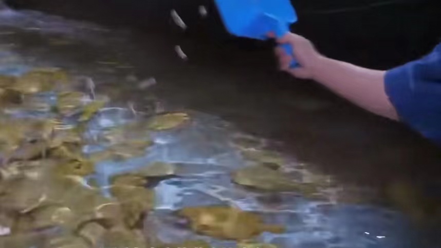 黄金比目鱼是多宝鱼吗,黄金比目鱼